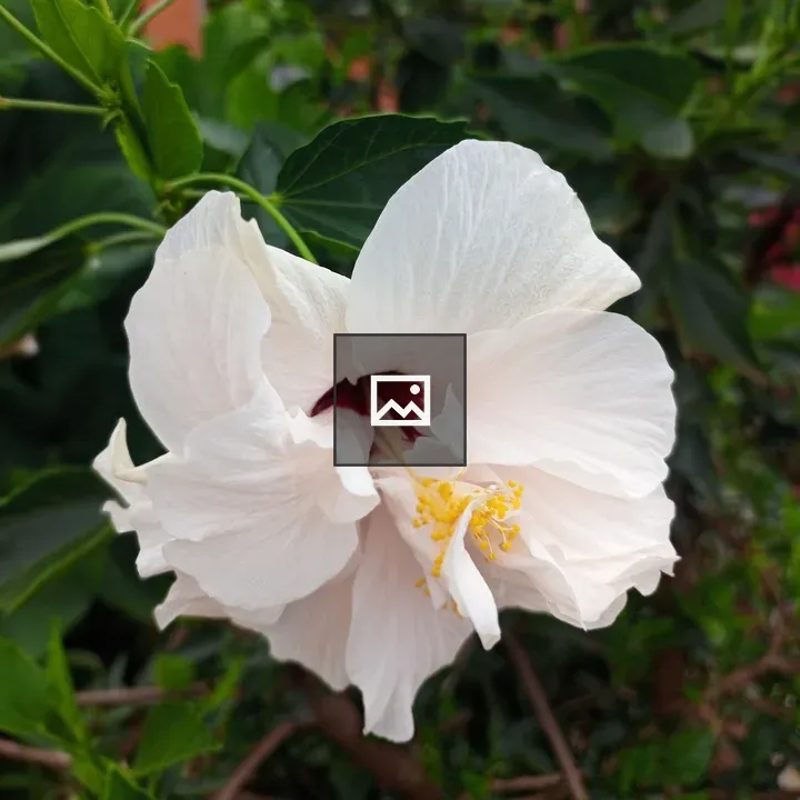 White flower with dark red center