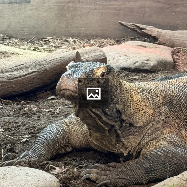 Komodo Dragon at Roger Williams Park Zoo