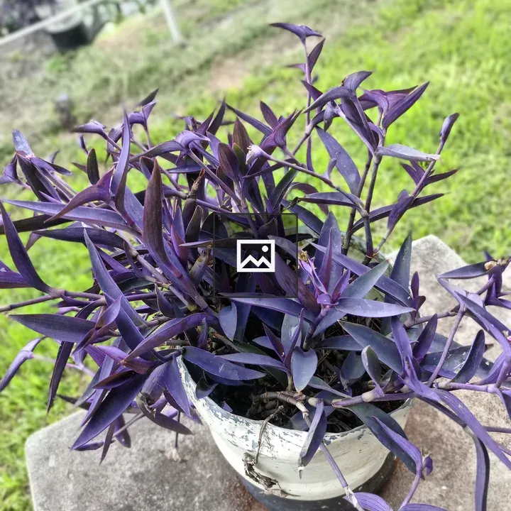 Purple-leaf potted plant