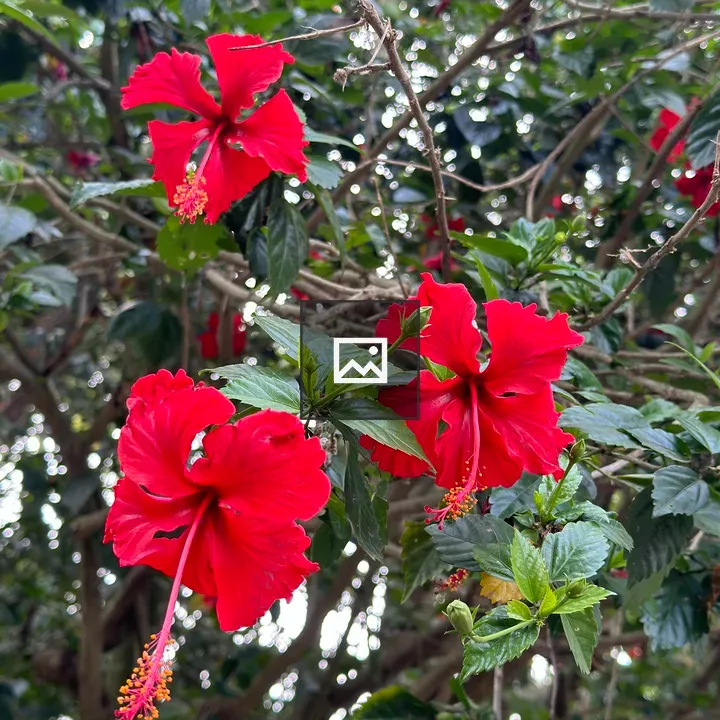 Hibiscus Flower in Sunlight