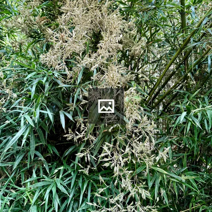 Bamboo in Bloom View