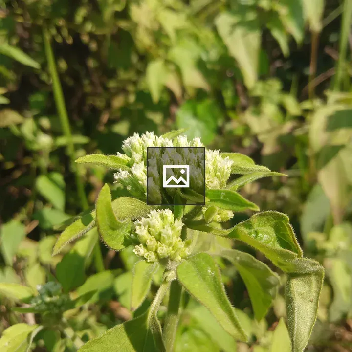 White flowers in the jungle