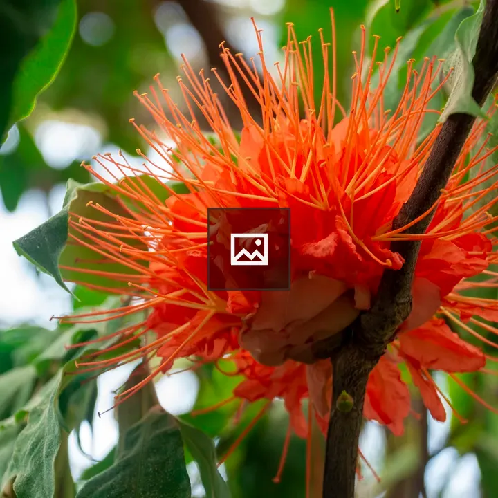 Bright orange spiky flower
