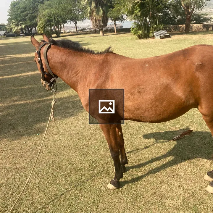 Unsaddled horse in green field