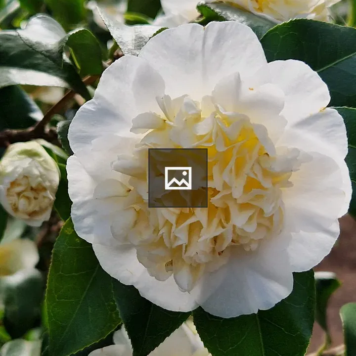 Camellia japonica Gwenneth Morey