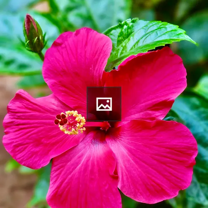Rose-colored hibiscus with bud