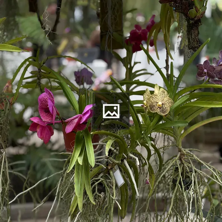 Orchid close-up in botanical setting