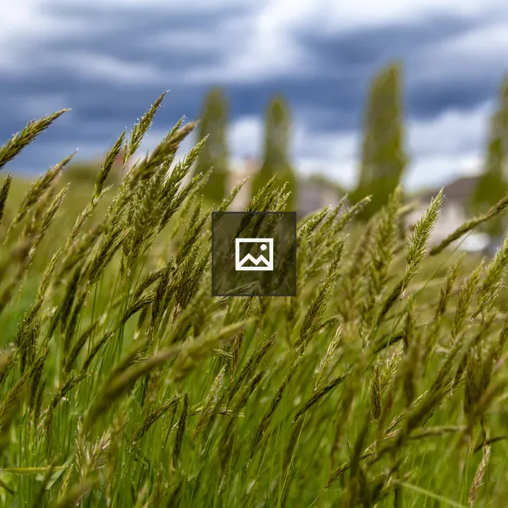 Weeds in Windy Grassland