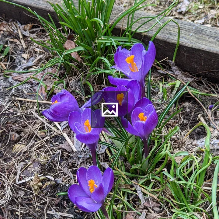 Purple and yellow flowers