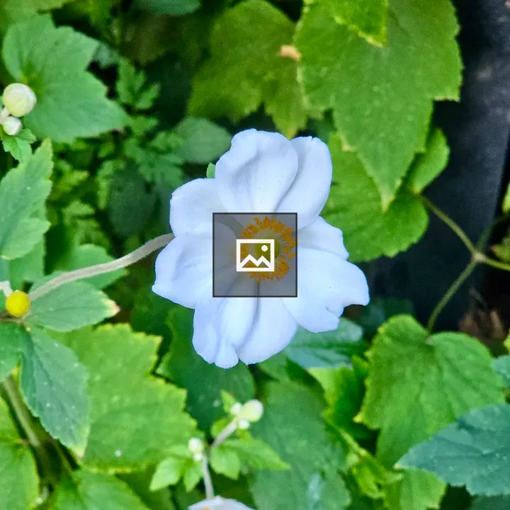 White anemone flower with green leaves