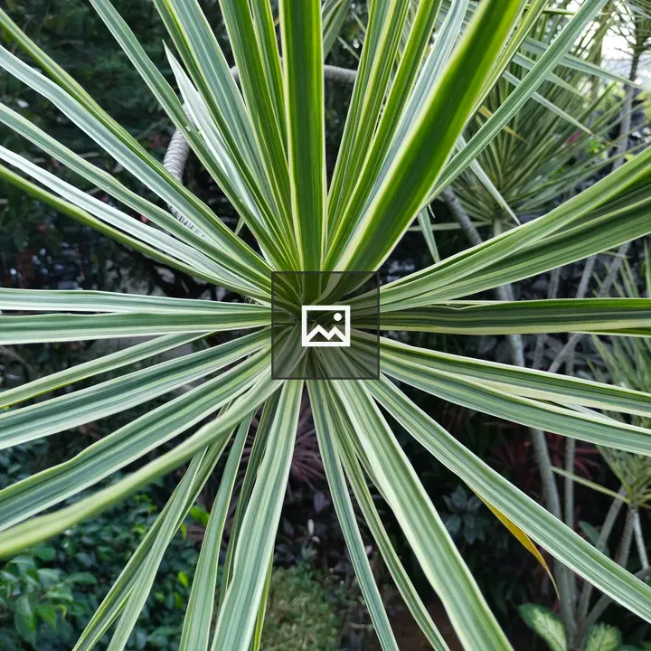 Dracaena reflexa Leaf