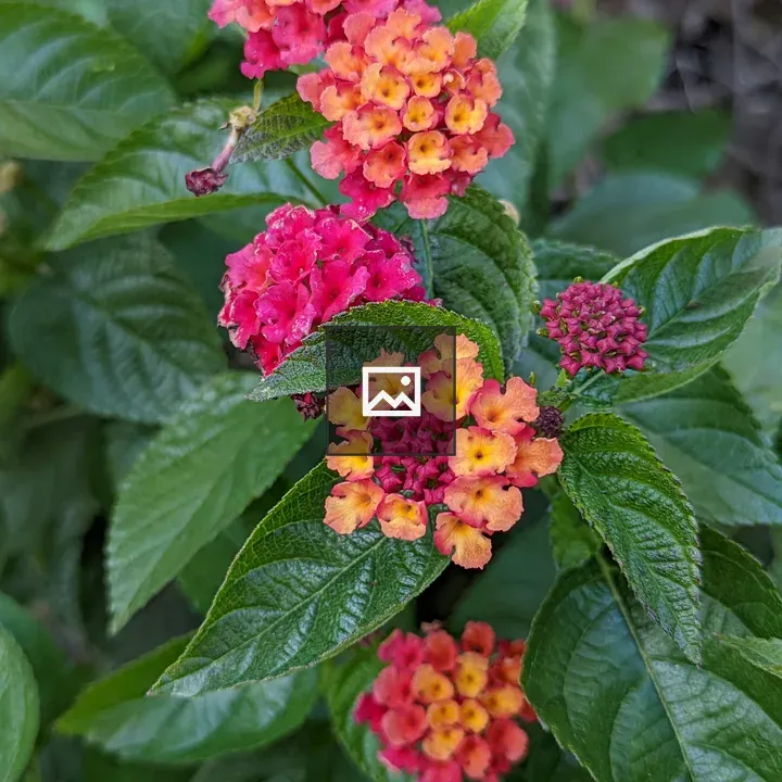 Multi-colored fractal flowers