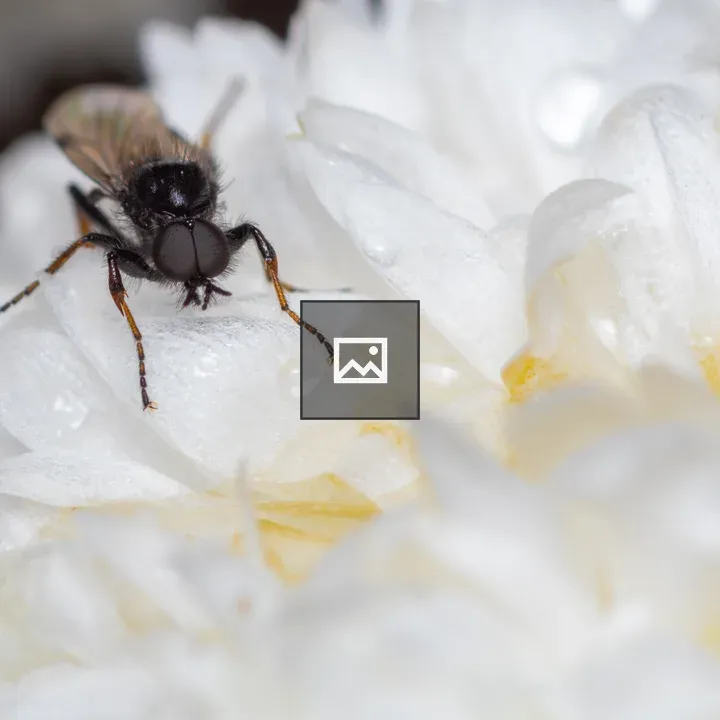 Morning Fly on White Flower