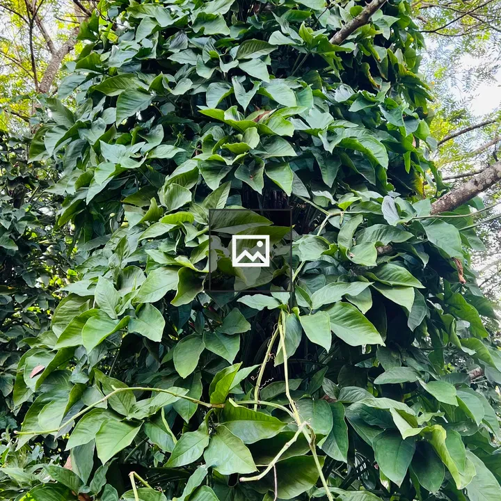 Leaves climbing a tree trunk