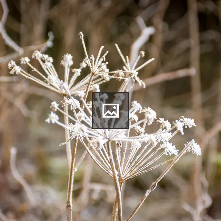 Frosted plant
