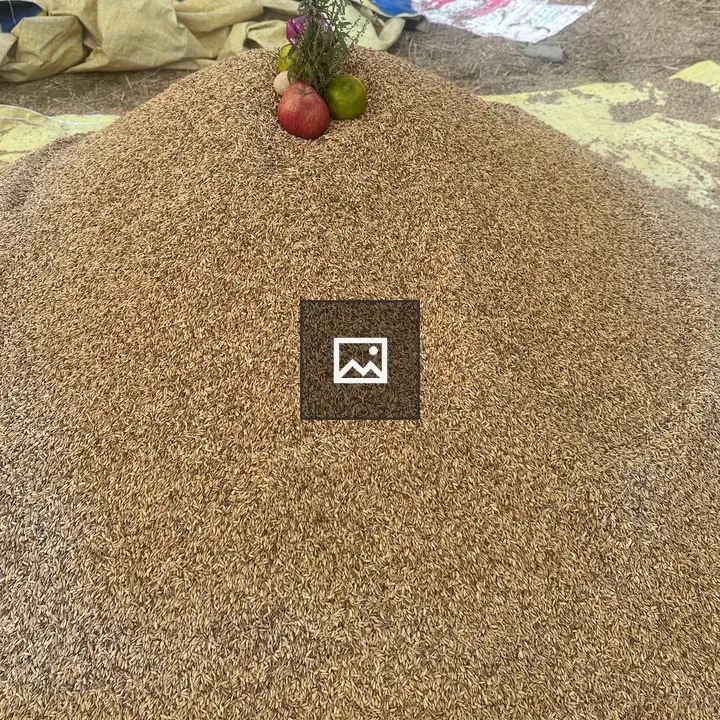 Harvested paddy on tarp