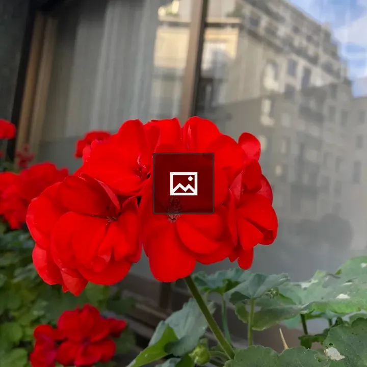 Red geranium by window