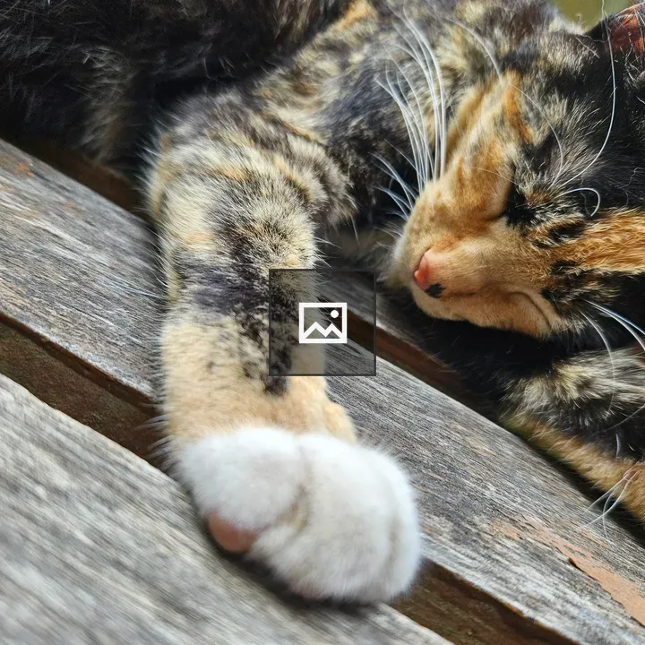 Sleepy calico cat stretched