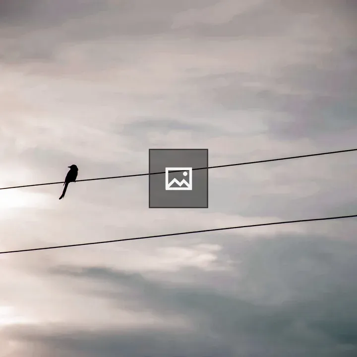Bird on Electric Wire