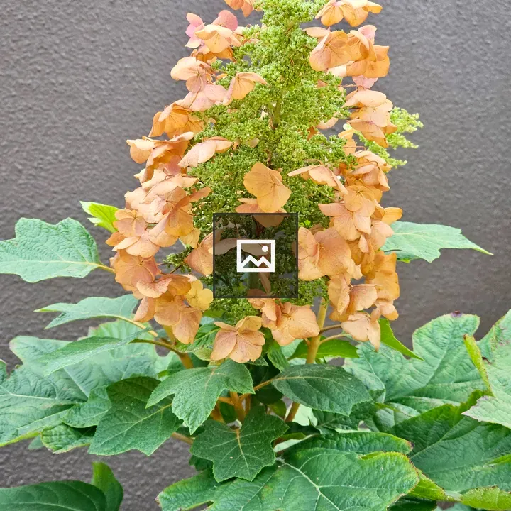 Oakleaf Hydrangea in Oregon Zoo
