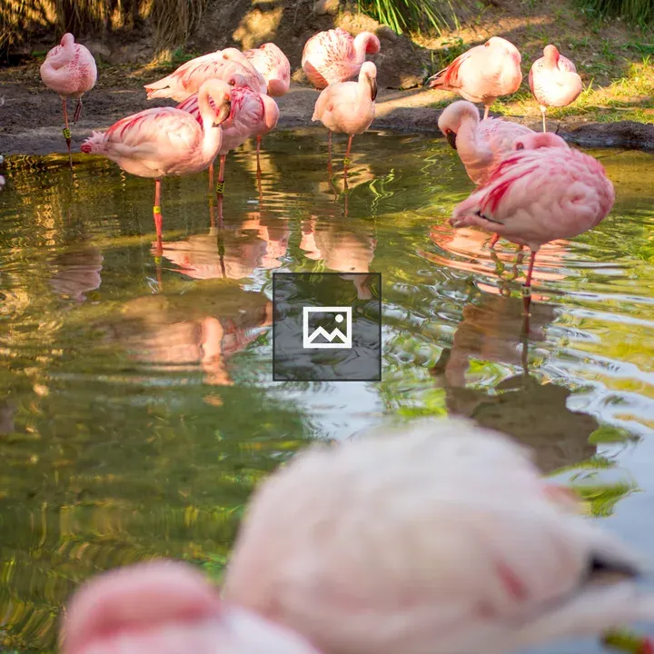 Flamingos in Dawn Pool