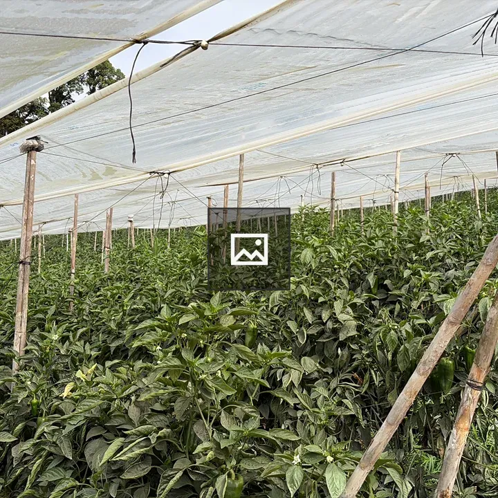 Greenhouse Pepper Plants in Rows