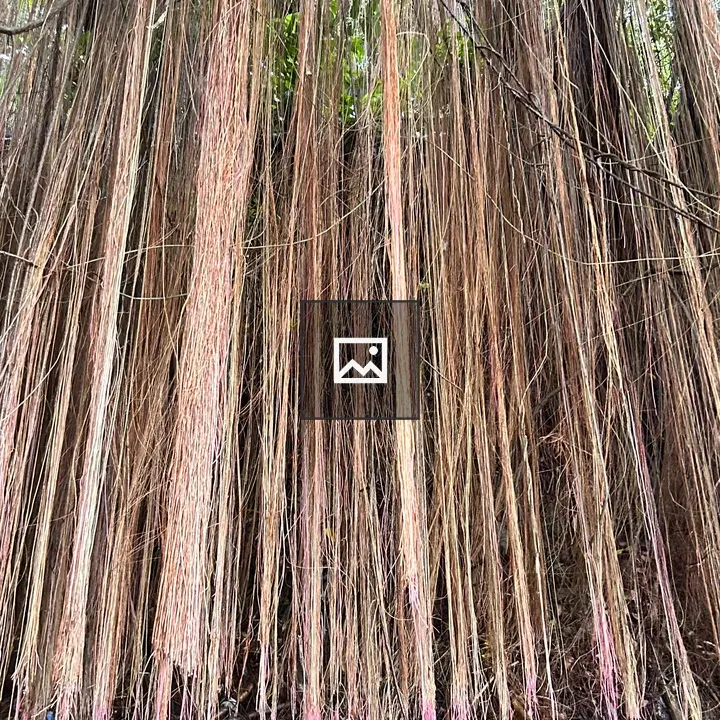Long Roots and Vines