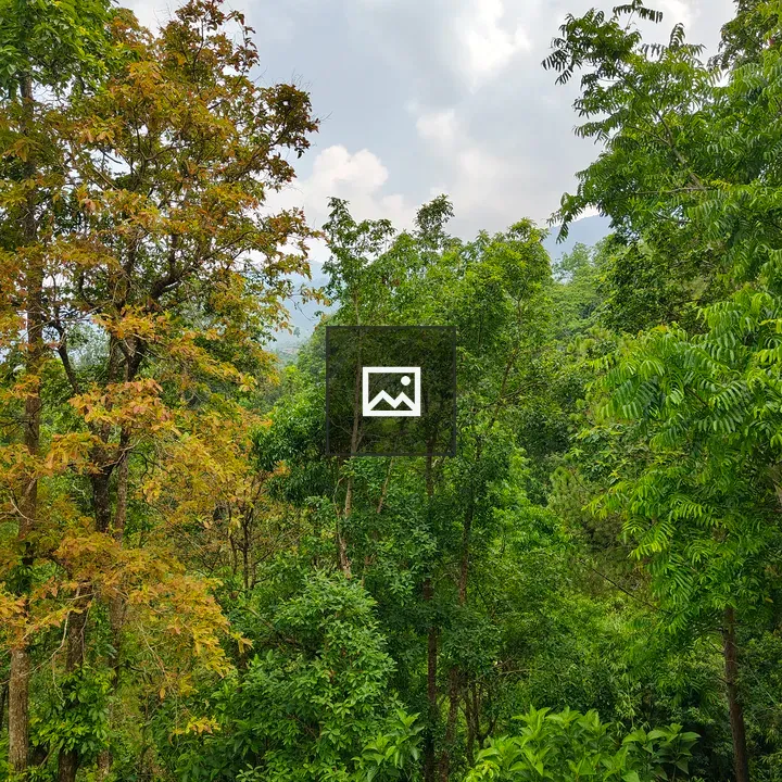 Forest with Autumn Foliage