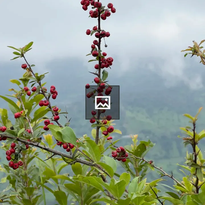 Herbs in a Jungle of Nepal