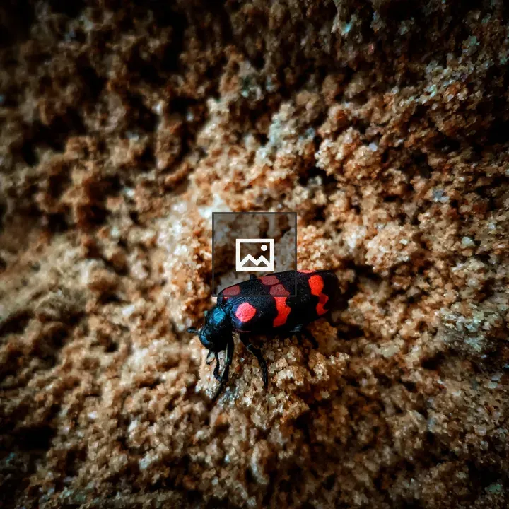 Beetle on Sand