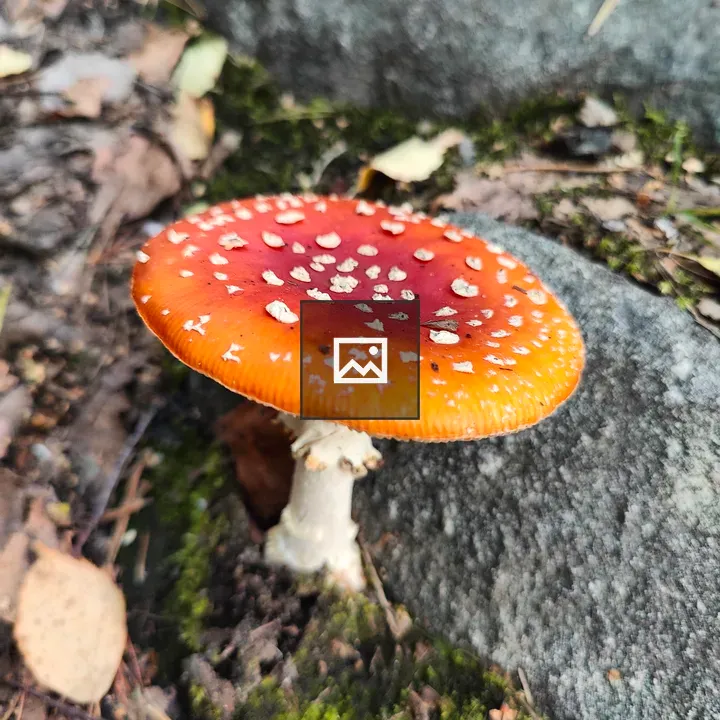 Mushroom with White Speckles