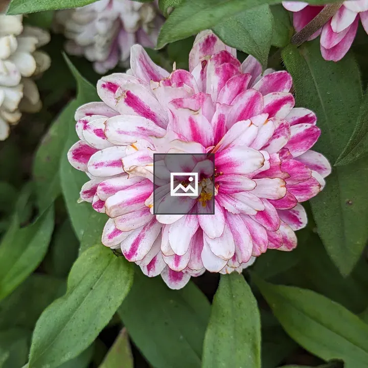 Close up of white and pink flower