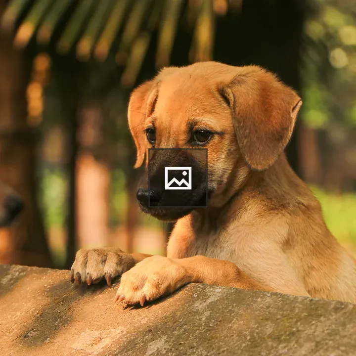 Brown Puppy Resting by Stone Ledge