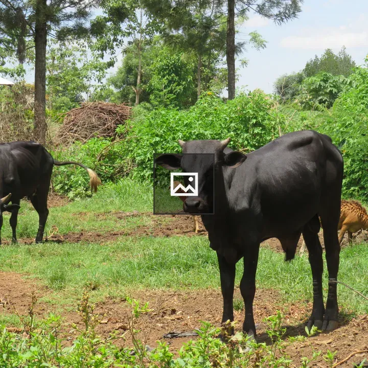 Two black cattle in a grassy field