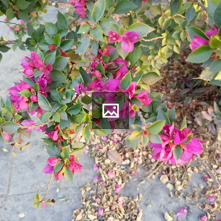 Bougainvillea close-up flowers