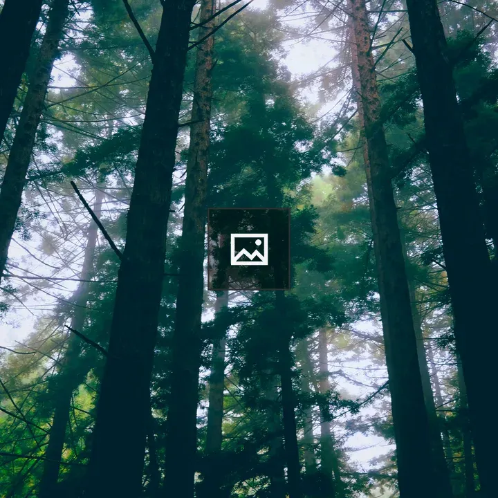 The trees of Muir Woods