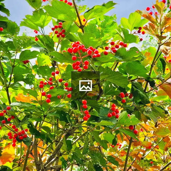 Red berries near Niagara Falls