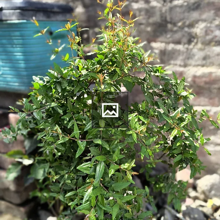 Green plant with new leaves