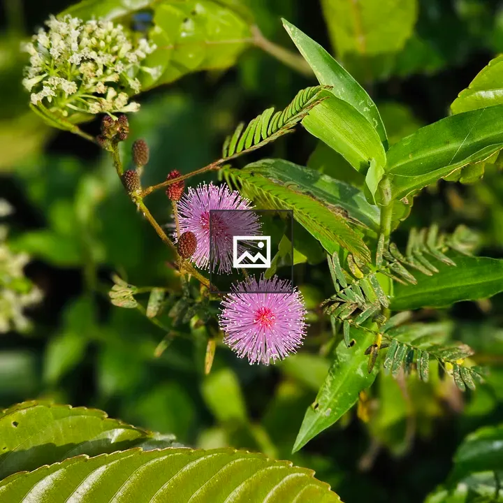 Delicate Mimosa Pudica Flowers