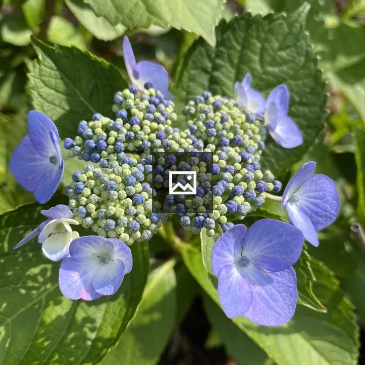 Lacecap Hydrangea Close-up