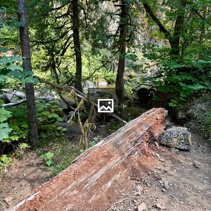 Broken tree on forest path