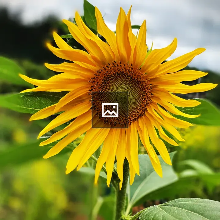 Yellow sunflower on green background