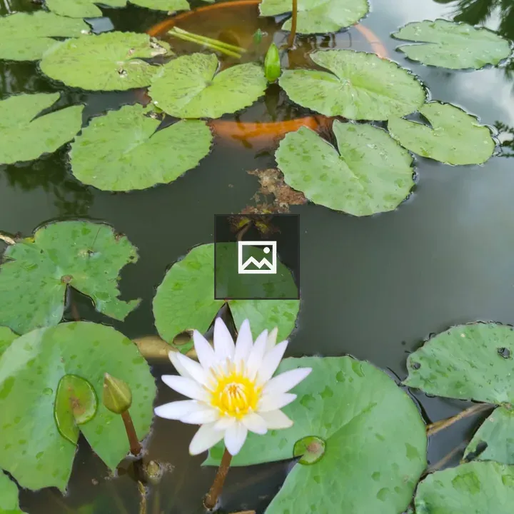 White water lily on pond