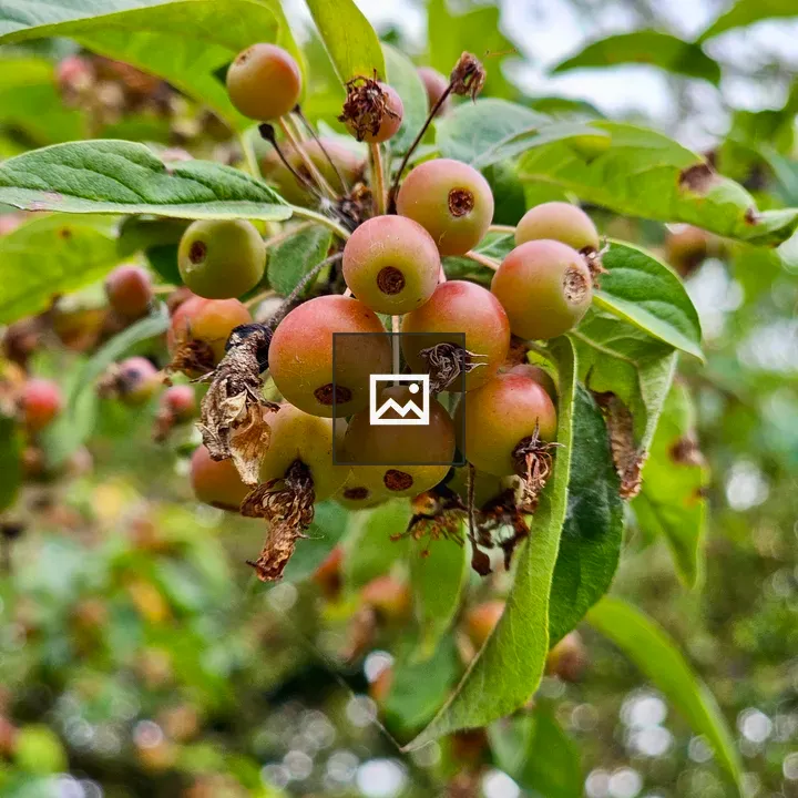 Crabapple Fruits on Branch