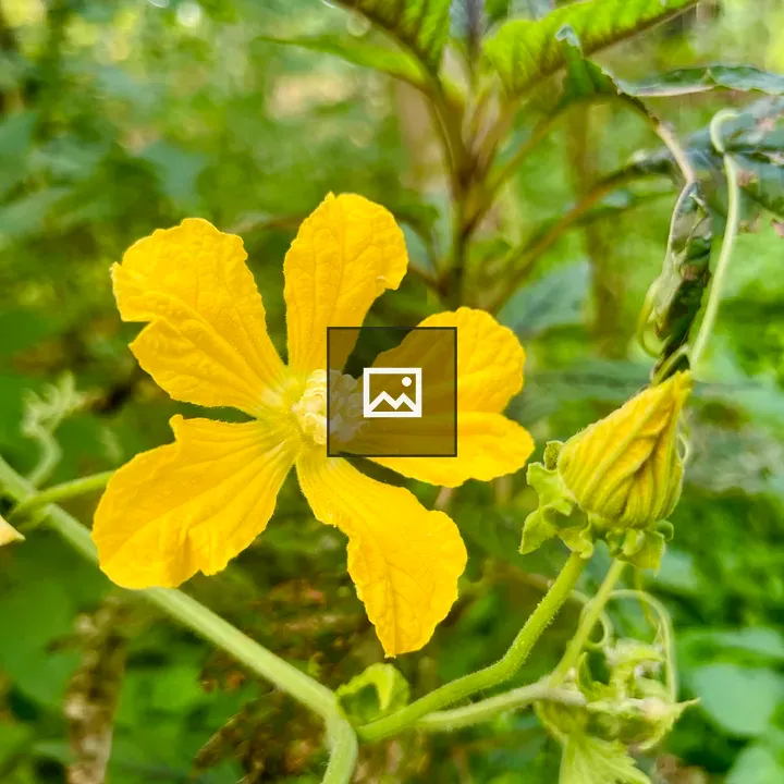 Yellow Flower with Green Leaves
