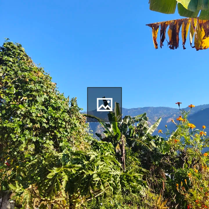Garden scene with plants under blue sky