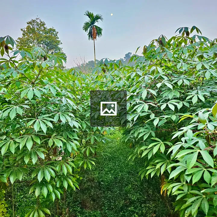 Cassava, Palm, Moon View