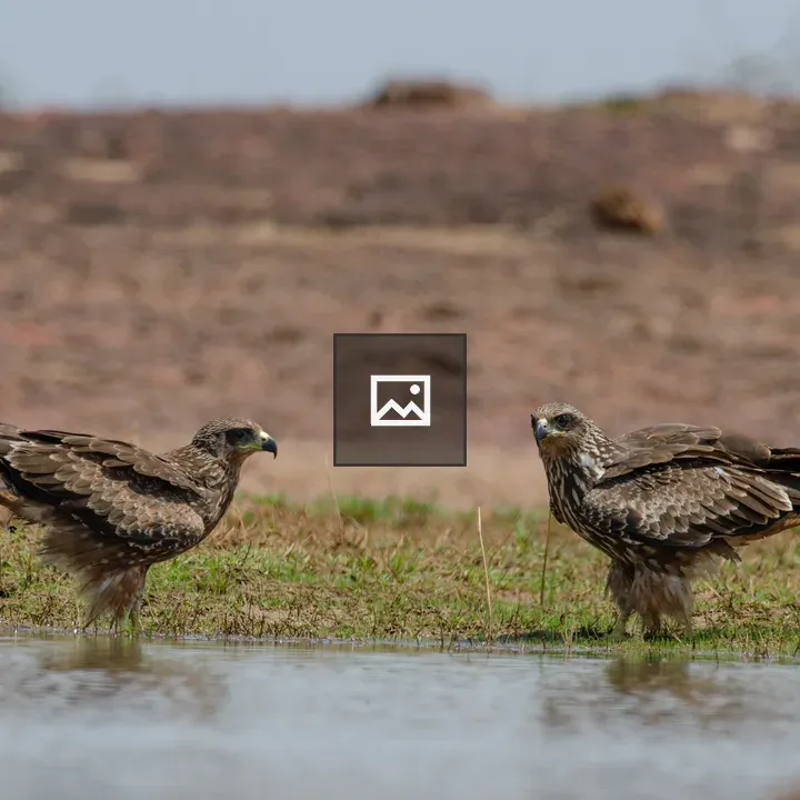 Two Black Kite Birds