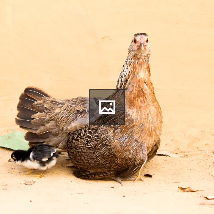 Brown Hen and Chick