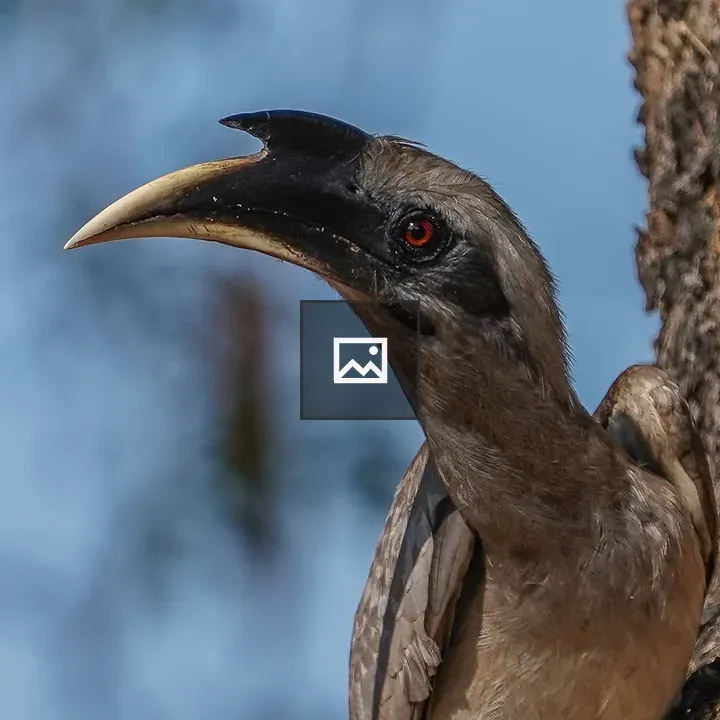 Grey Hornbill close-up